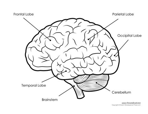 Human Brain Diagram – Labeled, Unlabled, and Blank Human Brain Parts, Human Brain Drawing, Human Brain Diagram, Brain Anatomy And Function, Brain Lobes, Human Brain Anatomy, Brain Pictures, Brain Diagram, Brain Parts