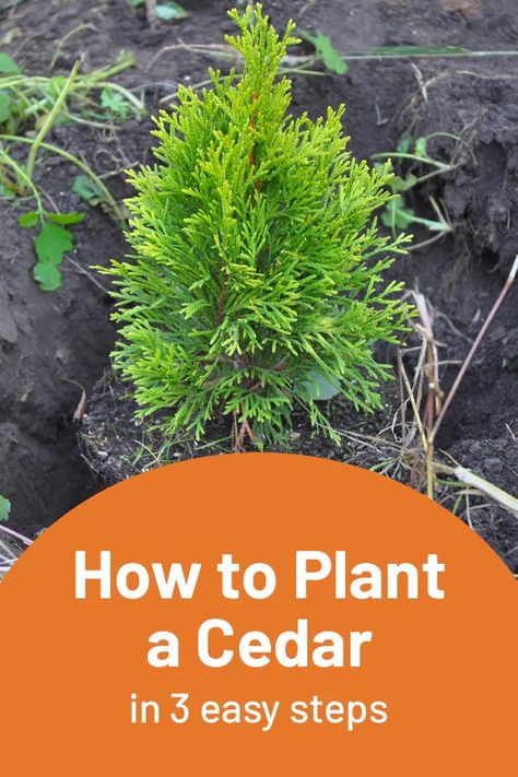 Planting a cedar tree isn’t difficult, and once established, this hardy, versatile tree tolerates a range of conditions. Find out how to plant one! #cedar #shrubs #GardeningMadeSimple Planting Cedar Trees, Cedar Trees Landscaping, Acreage Landscaping, Cedar Plant, Ro Plant, Memory Garden, Spiritual Garden, Tattoo Plant, Lake Retreat