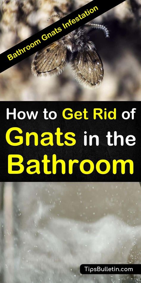 Bathroom Gnats Infestation - How to Get Rid of Gnats in the Bathroom Homemade Gnat Killer, How To Get Rid Of Gnats And Fruit Flies, Gnats In House Get Rid Of, How To Get Rid Of Gnats In The House, Gnats Get Rid Of In Kitchen, How To Get Rid Of Fruit Flies In House, Getting Rid Of Nats, Toilet Hacks, Camper Toilet