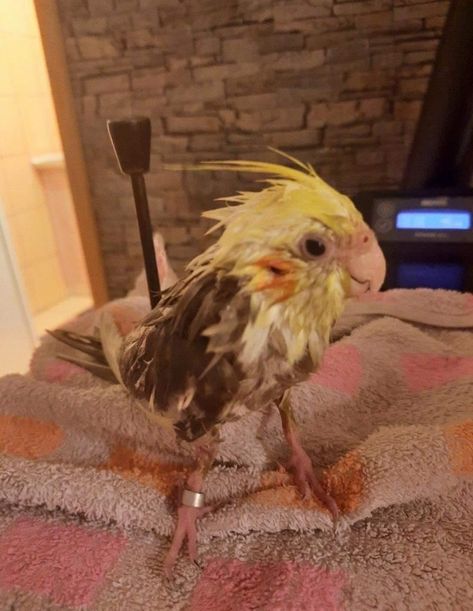 Funny Looking Birds, Cockatiels Funny, Wet Animals, Cute Parrots, Parrot Funny, Funny Bird Pictures, Cute Parrot, Parrot Pet, Funny Rats