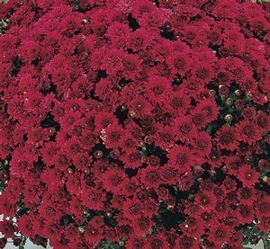 Chrysanthemum Galatino Burgundy Mum, Belgian from Eberts Greenhouse ... Burgundy Mums, Mums Wedding, Mums Flowers, Reception Centerpieces, Autumn Flowers, Burgundy Flowers, House Things, Favorite Flowers, Halloween Wedding