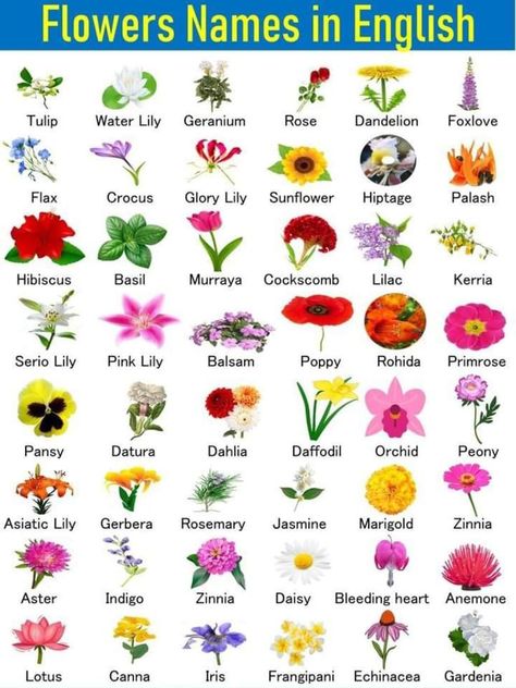 English Style Flower Arrangements, Flowers Meanings Chart, All Flowers Name, Flowers Name In English, Savage Pics, Plants Types, Flowers Name List, Flower List, Vegetables List