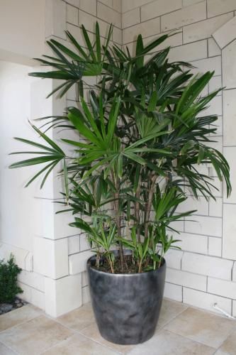 Rhapis Excelsa/Lady Palm: Possible the perfect indoor palm, tolerating low light levels and growing slowly to an impressive size over a number of years. Multiple slim trunk covered in dark woven fibres, which form a clump. Fan shaped, dark glossy green leaves with jagged ends. Indoor Tree Plants, Rhapis Excelsa, Indoor Palm, Lady Palm, Indoor Palm Trees, Florida Palm Trees, Garden Florida, Indoor Palms, Indoor Tree