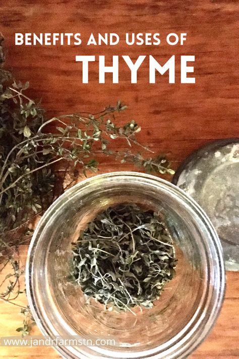 Thyme Medicinal Recipes, Thyme For Mucus, Thyme Tincture, Thyme Tea Benefits, Drying Thyme, Thyme Uses, Heirloom Gardening, Thyme Herb, Herb Spiral