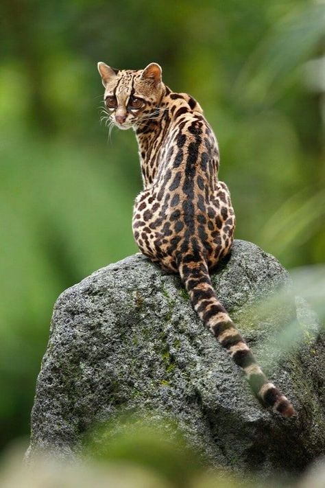 Margay Cat (Leopardus weidii) Central and South America Margay Cat, Small Wild Cats, Sand Cat, Spotted Cat, Jungle Cat, Exotic Cats, Pet Kitten, Airbrush Art, Cheetahs