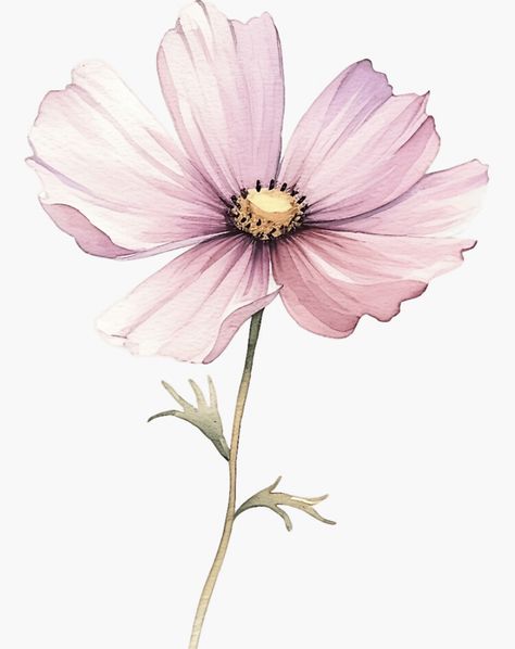 Simple Flower Images, Cosmos Painting Flower, Cosmos Flowers Watercolor, Cosmos Botanical Illustration, Watercolor Cosmos Flower, Cosmo Flower Drawing, Cosmo Drawing, Cosmo Tattoo Flower, Cosmos Flowers Tattoo