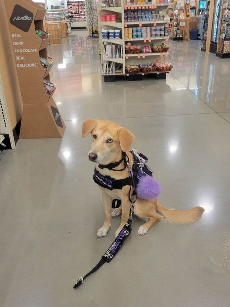 Lexi, a husky mix in a grocery store Cute Service Dog Gear, Dog Babysitter, Psychiatric Service Dog, Service Dog Patches, Service Dogs Gear, Dog Bark, Dog Vests, Service Dog Vests, Pet Spaces