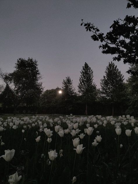 white tulips at night Plant Night, Dark Green Wallpaper, Dark Green Aesthetic, Night Flowers, Nothing But Flowers, Plant Aesthetic, Iphone Wallpaper Photos, Flower Therapy, White Tulips