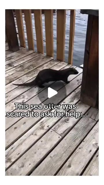 Animal Videos Cutest, Turtle Videos, Cute Baby Animals Videos, Baby Sea Otters, Funny Animals Videos, Otters Cute, Baby Animal Videos, Cutest Puppies, Turtle Love