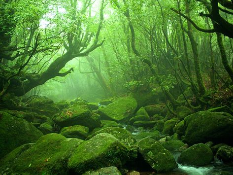 Yakushima, Japanese Forest, Forest Core, Kagoshima, Misty Forest, Natural Heritage, Remote Island, Princess Mononoke, Kyushu