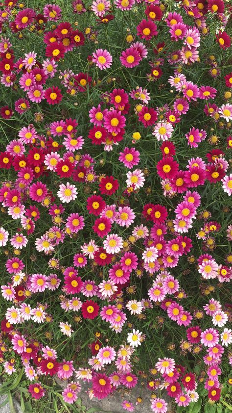 Nails Happy Birthday, Pretty Flowers Photography, Lavender Paint, Photos Flowers, Flowers Photography Wallpaper, Flowery Wallpaper, Flower Iphone Wallpaper, Nothing But Flowers, Pretty Landscapes