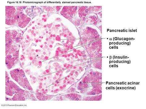 Histology - Islet of Langerhans with  alpha and beta cells Adrenal Medulla, Exocrine Gland, Cranial Nerves Mnemonic, Histology Slides, Anterior Pituitary, Adrenal Cortex, Follicle Stimulating Hormone, The Endocrine System, Human Organs