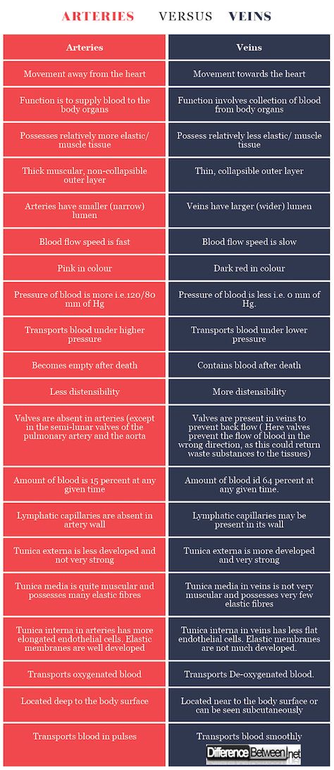 Arteries VERSUS Veins Arterial Vs Venous Insufficiency, Heart Veins And Arteries, Veins And Arteries Anatomy, Arteries And Veins Anatomy Notes, Arteries And Veins Anatomy, Veins Vs Arteries, Main Arteries And Veins, Arteries And Veins Anatomy Face, Artery And Veins Anatomy