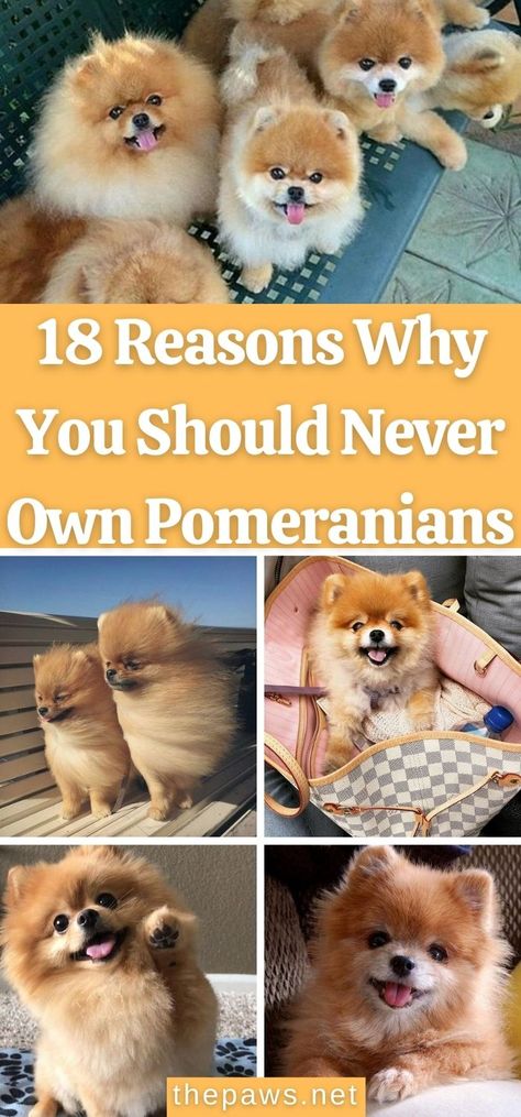 Pomeranians will change your life. Don’t get one of these monsters. It will be the worst thing you ever do! Here are 18 reasons why. Pomeranian Teddy Bear Cut, Pomeranian Puppy Haircut, Pomeranians Puppy, Pomeranian Full Grown, Cute Pomeranian Puppies, Pomeranian Teacup, Teddy Bear Pomeranian, Mini Pomeranian, Pomeranian Facts