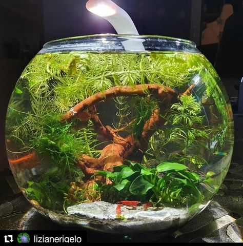 Space Jar, Bottle Aquarium, Shrimp Aquarium, Shrimp Bowl, Freshwater Plants, Fish Tank Terrarium, Amazing Aquariums, Fish Tank Design, Betta Aquarium