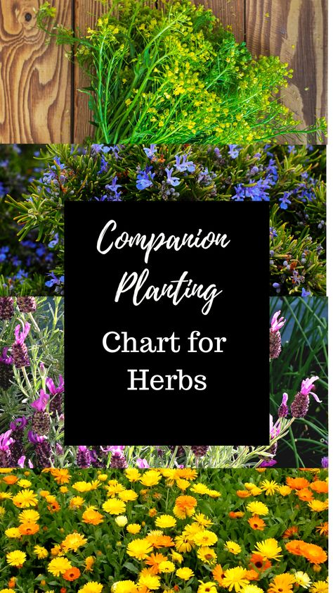 Herb Garden Companion Planting, Companion Planting Herbs And Vegetables, Herbs You Can Plant Together, Flowers To Plant With Herbs, Compatible Herbs Companion Planting, Flower And Herb Garden Layout, Herbs And Flowers Planted Together, Lemongrass Companion Plants, Herb Companion Planting Chart