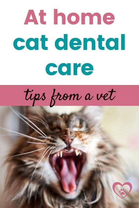 Cat Dental Treats, Cat Dental Care, Kitten Stuff, Mouth Hygiene, Fruits For Dogs, Pet Dental Care, Cat Health Problems, Walking Plan, Cat Health Care