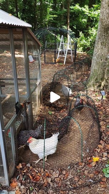 Small Yard Chicken Run, Chicken Run Inspiration, Diy Chicken Chunnels, Diy Chicken Tunnel How To Build, Chicken Hamster Ball, Diy Chicken Coop Backyard, Shower Curtain Chicken Run, Texas Chicken Coop, English Cottage Chicken Coop