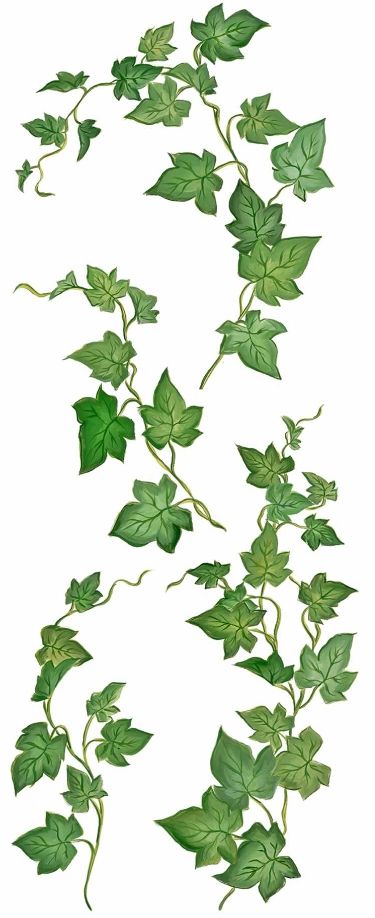 Poison Ivy Vine, Poison Ivy Tattoo, Poison Ivy Plants, Ivy Tattoo, Vine Drawing, Ivy Vine, Vine Tattoos, Ivy Plants, Plant Drawing