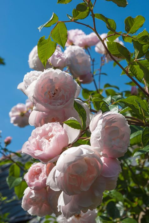 Best climbing plants: 10 best climbers for your back yard | Homes & Gardens Plant Climbers, Garden Climbers, Best Climbing Plants, Blue Passion Flower, Pot Gardening, Plant Types, Climbing Flowers, Garden Growing, Plants Ideas