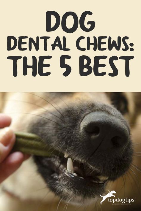 Dog dental chews are designed to be both an attractive toy and an effective product for improving dental health. Know which are the 5 best dog dental chews recommended by vets! 💯 How To Clean Dogs Teeth, Diy Dog Dental Chews, Dog Teeth Care, Dog Dental Treats, Dog Dental Chews, Dog Dental Health, Dog Toothpaste, Colorful Hairstyles, Dog Breath