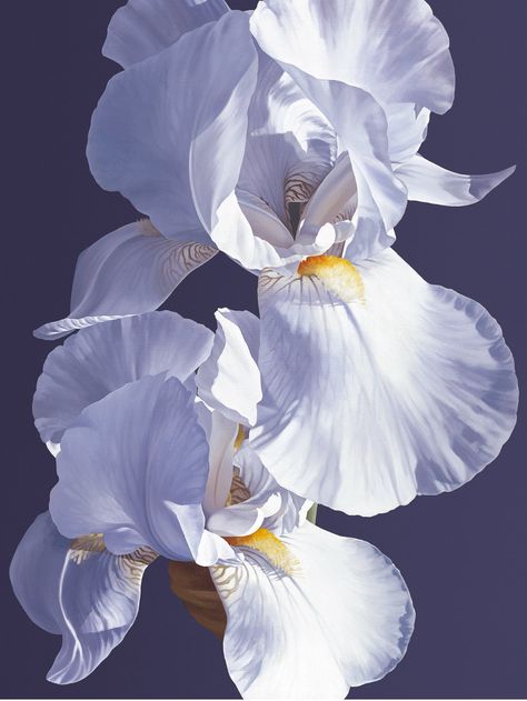 Oil painting - White Iris - Linda Alexander ROI Watercolor Irises, Irises Painting, Iris Art, Iris Painting, Flower Oil Painting, Virtual Flowers, White Iris, Watercolor Flowers Tutorial, Watercolor Architecture