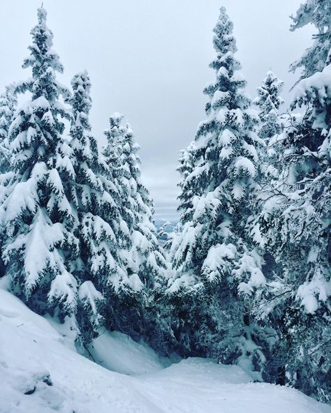 Snowy trees in Vermont. March 2018 Winter Trees Photography, Snowy Trees Painting, Winter Christmas Aesthetic, Paint Trees, Winter Landscape Photography, Winter In Japan, Winter Lovers, Norway Fjords, Nature Winter