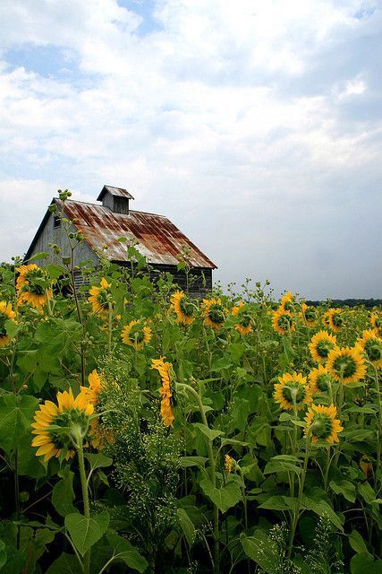 Sunflowers Art, Barn Pictures, Country Barns, Tin Roof, Country Scenes, Down On The Farm, Sunflower Fields, Foto Art, Old Barns