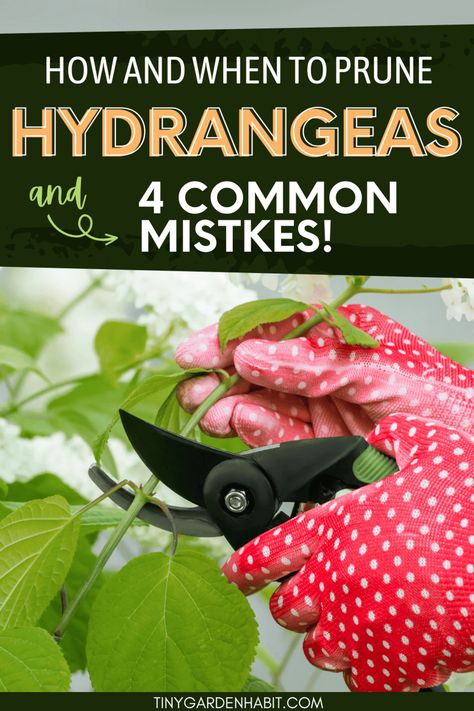 Prune Your Hydrangeas NOW! Here's The Right Way To Do It When To Prune Hydrangeas, Prune Hydrangeas, Pruning Hydrangeas, Seedlings Indoors, Types Of Mulch, Types Of Hydrangeas, Bigleaf Hydrangea, Smooth Hydrangea, Panicle Hydrangea