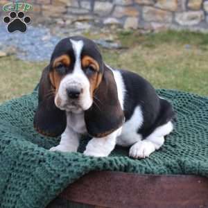 Bassett Hound Puppy, Miniature Basset Hound, Basset Hound Puppies, Basset Hound Beagle, Greenfield Puppies, Hound Dogs, Basset Hound Puppy, Hound Puppies, Nothing To See Here