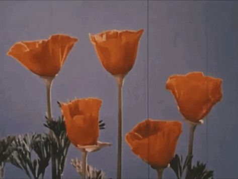 Aesthetic Flower GIF - Aesthetic Flower Bloom - Discover & Share GIFs Wallpaper Retro, New Retro Wave, Orange Aesthetic, Arte Obscura, Images Esthétiques, Aesthetic Gif, Retro Aesthetic, Aesthetic Vintage, Vintage Aesthetic