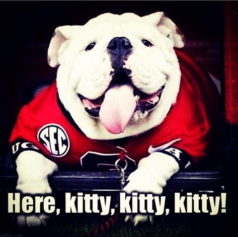 Here kitty kitty Sic em Dawgs Uga Jewelry, Georgia Bulldog Mascot, Bulldog Wallpaper, Georgia Bulldawgs, Uga Football, Puppy School, Learned Helplessness, Uga Bulldogs, Ga Bulldogs