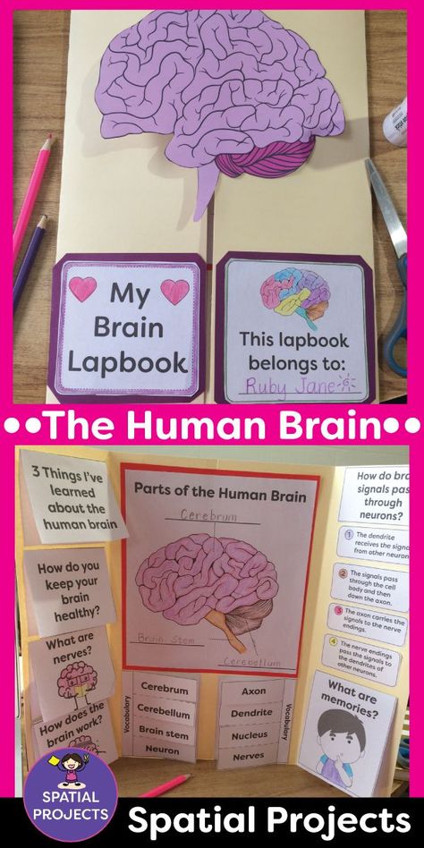 Math Lapbook, Sel Crafts, Brain Project, Main Idea And Supporting Details, Human Body Projects, Writing Story, Brain Craft, Human Body Activities, Mindset Activities