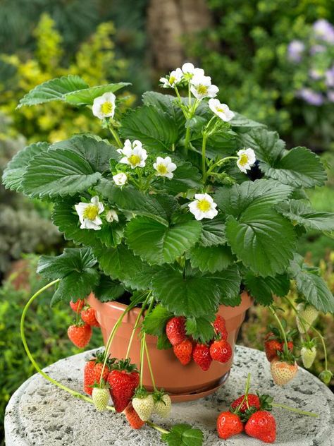 Strawberries In Containers, Growing Raspberries, Strawberry Planters, Strawberry Seed, Plantas Bonsai, Strawberry Flower, Strawberry Garden, Growing Strawberries, Growing Succulents