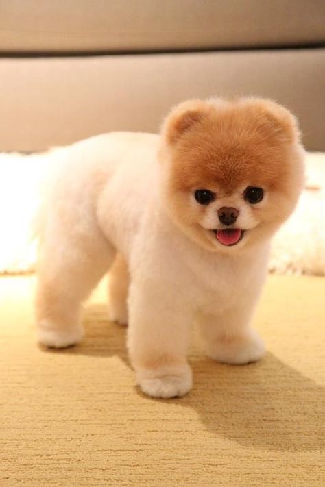 35 Pomeranian Haircuts for Dog Lovers ... Boo The Cutest Dog, Pomeranian Boo, World Cutest Dog, Boo The Dog, Dog Haircuts, Cute Pomeranian, Psy I Szczenięta, Famous Dogs, Dog Pics