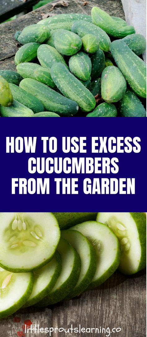 What To Do With Pickling Cucumbers, Storing Cucumbers From Garden, What To Make With Cucumbers From The Garden, Garden Cucumbers Recipes, What To Do With Cucumbers Besides Pickles, Extra Cucumbers Recipes, How To Freeze Cucumbers From The Garden, What To Do With An Abundance Of Cucumbers, Cucumber Powder Uses