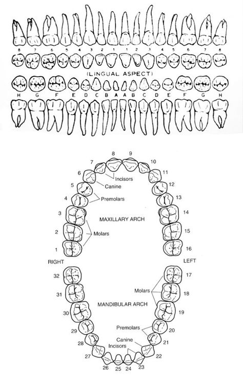 Teeth Diagram Anatomy, Human Teeth Diagram, Dental Diagram, Human Teeth Anatomy, Teeth Diagram, Dental Assistant School, Dental Assistant Study, Dental Hygiene Student, Kesehatan Gigi