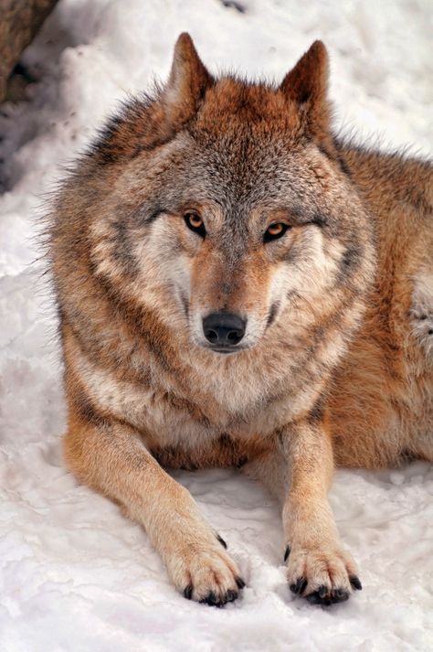 Wolves Photography, Old Wolf, Wolf Picture, Wolf Pics, Cry Wolf, Wolf Poses, Wolf World, Wolf Stuff, Wolf Photos