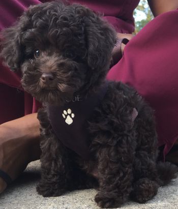 Black Toy Poodle Puppy, Toy Poodle Puppies Black, Brown Toy Poodle Puppy, Brown Poodle Puppy, Black Poodle Puppy, Chocolate Toy Poodle, Poodle Puppy Black, Brown Toy Poodle, Black Toy Poodle