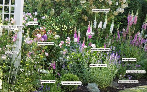 Essential Plants for Your English Cottage Garden: Exciting New Additions for 2024 - Old Castle Cottage Low Water Cottage Garden, May Night Salvia, Castle Cottage, English Flower Garden, Cottage Garden Borders, English Garden Design, Old Castle, Fragrant Roses, Cottage Garden Plants