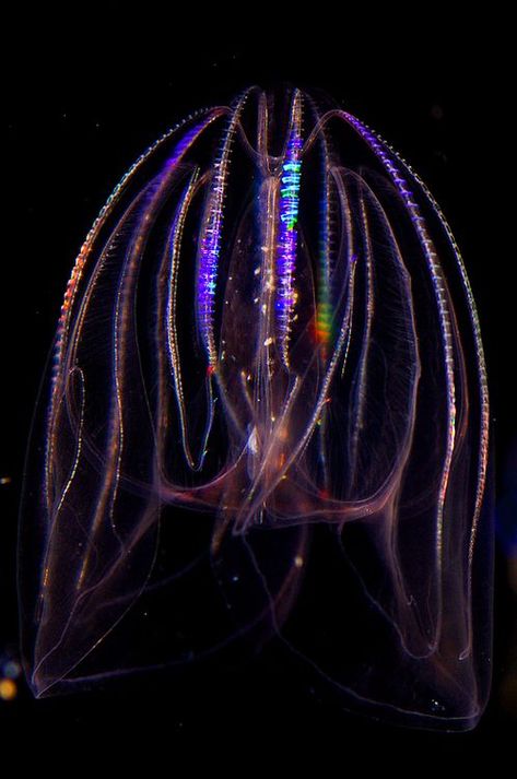 Comb Jelly, World Oceans Day, Dark Water, Water Creatures, Adventure Zone, Under The Ocean, Deep Sea Creatures, Sea Slug, Beautiful Sea Creatures