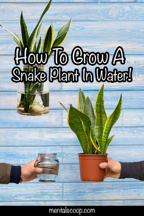 Separating Snake Plant, Snake Plant In Water, Snake Plant Indoor, Plant In Water, Plants Grown In Water, Miniature Cows, Snake Plants, Plant Indoor, Root Growth