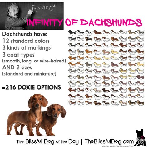 Dachshunds have over 200 possible coat color, size and coat type combinations. Do the math! Dachshund coat color genetics is intense, I am in awe of their breeders. Dachshund Colors Chart, Dachshund Breeding, Type Combinations, Dachshund Coat, Long Haired Miniature Dachshund, Dachshund Colors, Dachshund Stuff, Daisy Duke, Weiners