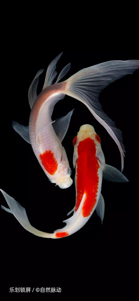 Koi Fish Photos, Koi Fish Reference Photo, Koi Fish Real, Coy Fish Art, Koi Fish Reference, Red And White Koi Fish, Koi Fish Photo, Koi Fish Photography, Koi Fish Aesthetic