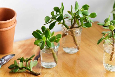 How to Propagate a Jade Plant: 3 Effective Methods Propagating Jade, Propagate Succulents From Leaves, Plant Shed, Flowering House Plants, Plant Room, Jade Plant, Plants Leaves, Succulent Garden Diy, Propagating Succulents