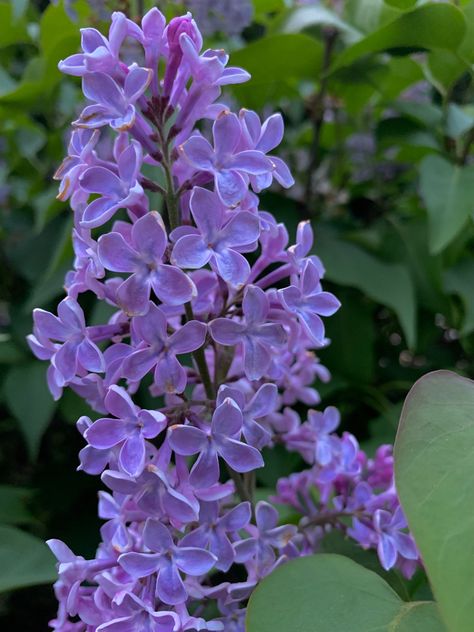 #lilac #lilacbush #flower #flowers #flowerphotography #photography Singular Flower, Ethereal Core, Lilac Bushes, Lilac Flowers, Flowers Photography, Rapunzel, Pretty Things, Lilac, Drawings