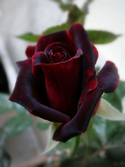 Black Baccara rose . Beautiful gorgeous pretty flowers Black Baccara, Hybrid Tea Rose, Single Red Rose, نباتات منزلية, Coming Up Roses, Belle Rose, Hybrid Tea Roses, The Secret Garden, Pretty Roses