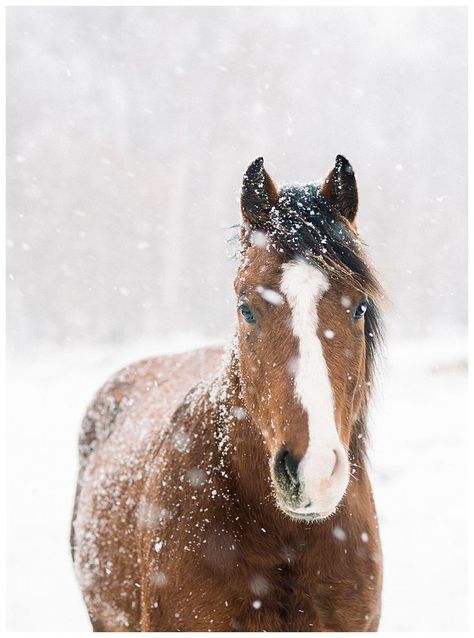 Ranch Elopement, Winter Horse, Horse Inspiration, Snow Photography, Christmas Horses, Farm Photography, Photography Winter, Horse Wallpaper, Horse Artwork