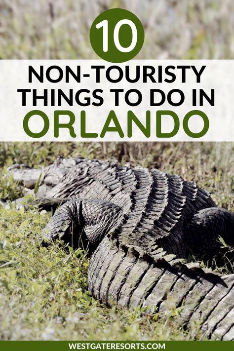 Looking for off the beaten path things to do in Orlando? Explore Orlando like a local and check out this list of non touristy things to do in Central Florida. Orlando is known for its theme parks yet has many unique things to do. Check out Florida wildlife, live music, local restaurants, or even a local Farmer's Market. There is something for everyone in Orlando outside of theme parks. #westgateresorts #floridawildlife #thingstodo orlando #centralflorida Things To Do Near Orlando Florida, Kissimmee Florida Things To Do, Orlando Florida Things To Do, Things To Do Near Orlando, Florida Itinerary, Orlando Florida Restaurants, Things To Do Orlando, Orlando Florida Vacation, Things To Do In Florida