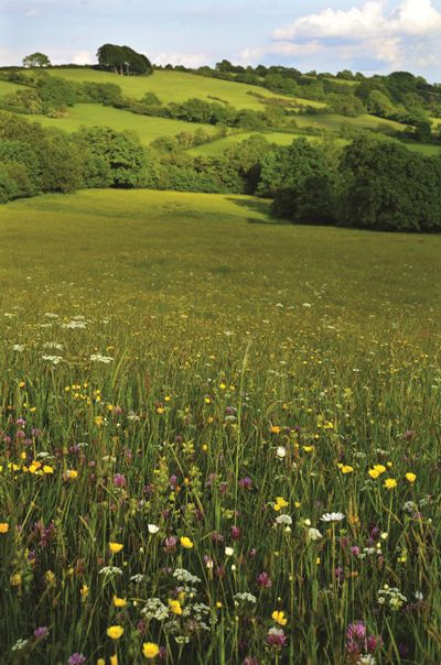 Summer In England, All The Bright Places, Wild Flower Meadow, Arte Inspo, The Meadows, Garden Cottage, Nature Aesthetic, Flower Field, Pretty Places